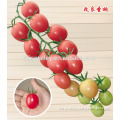 Hybrid Cherry tomato seeds for growing- New Sainto